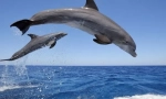 Dolphin zvířata